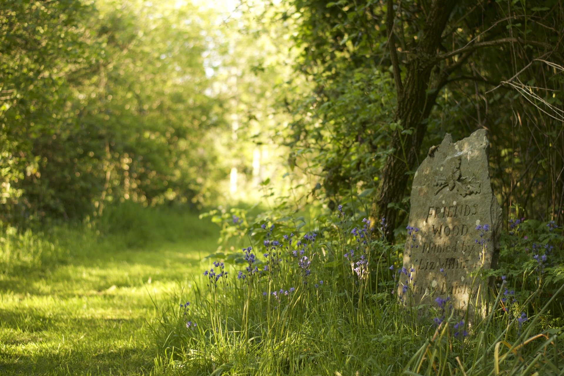 nature Yoga retreat nature Yoga retreat